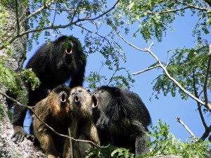 A chorus of howler monkeys of the species Alouatta caraya. 